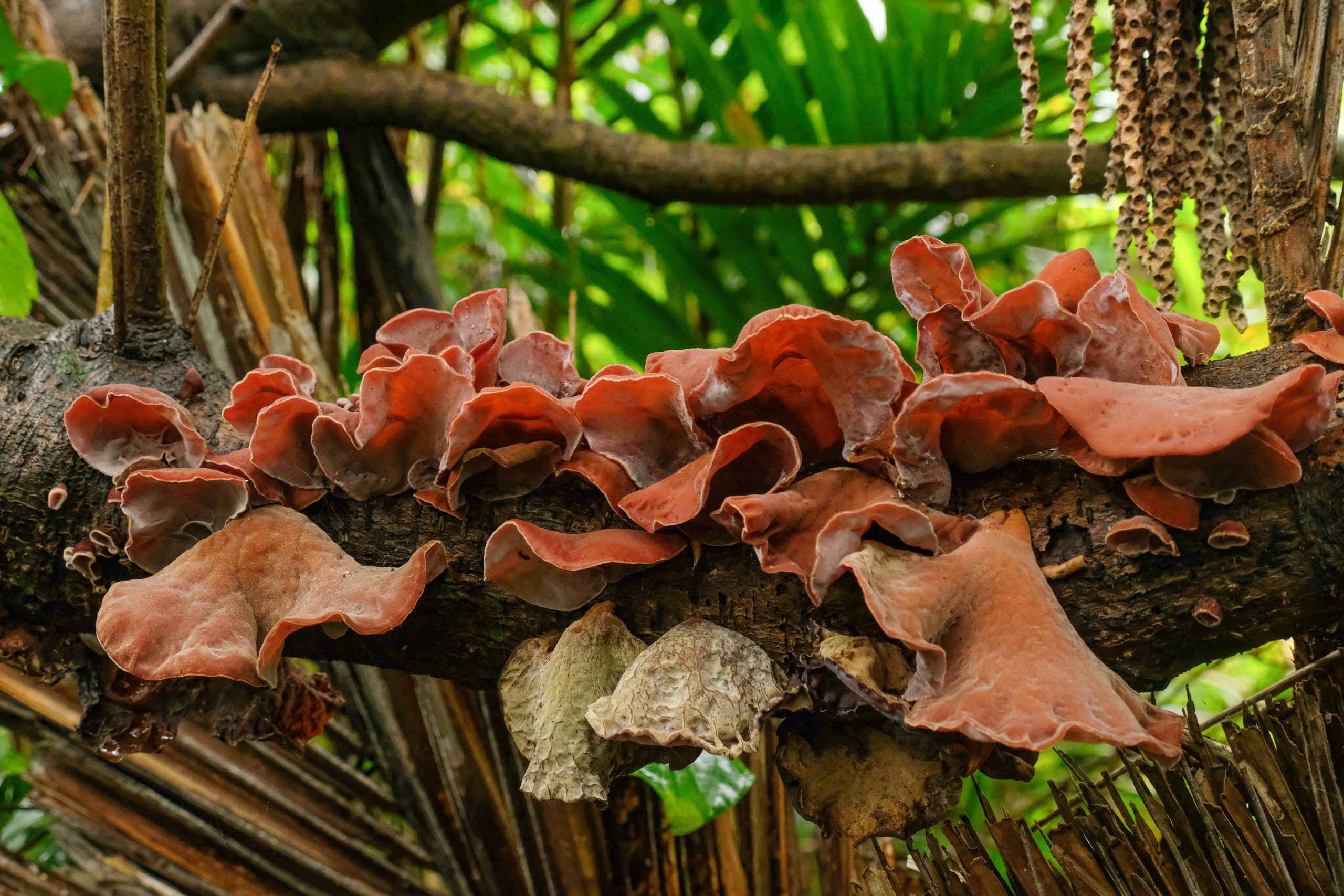 Fungi 2