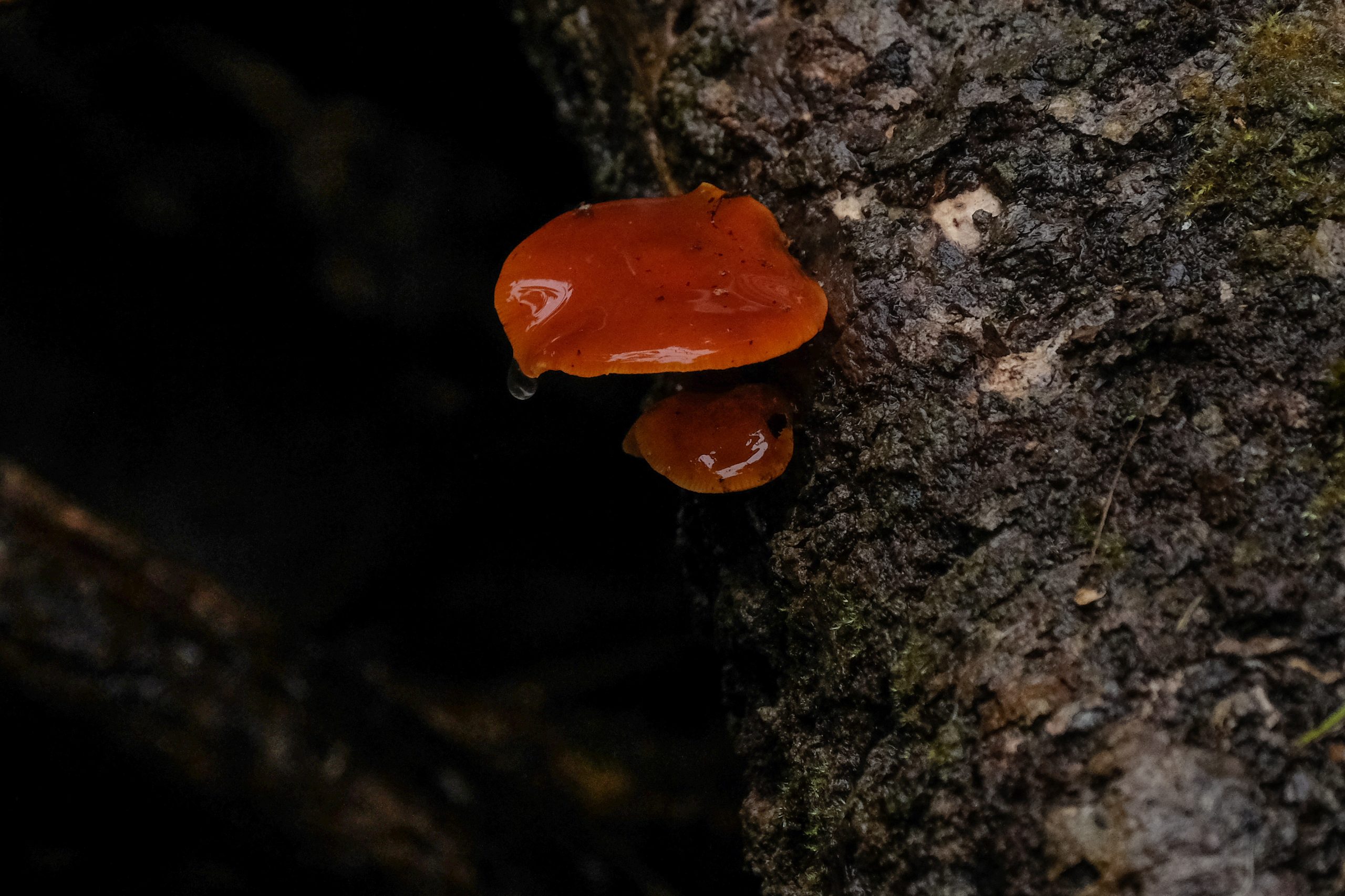 Fungi 3