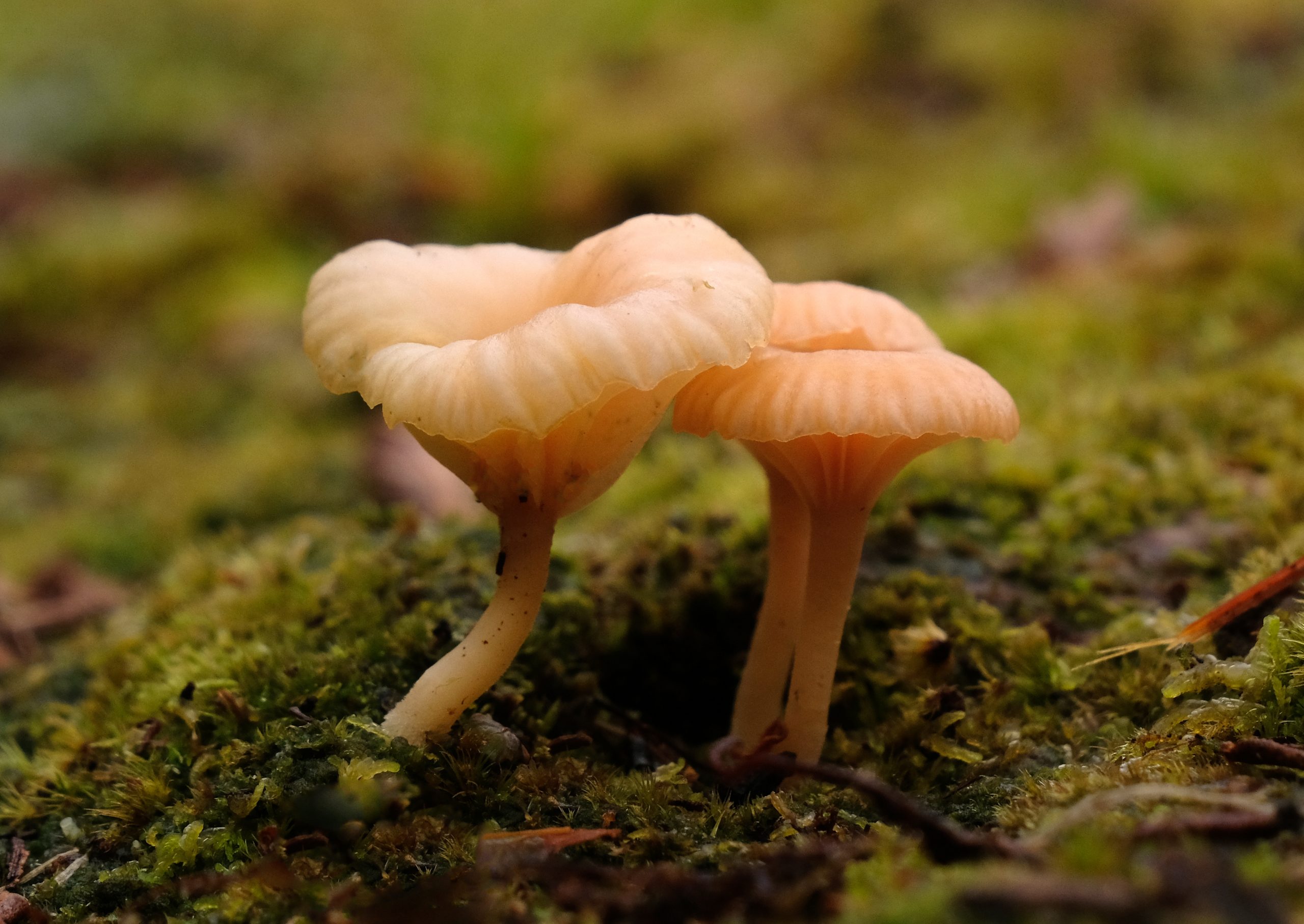 Fungi