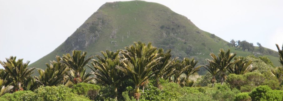 Nikau Bush Conservation Area