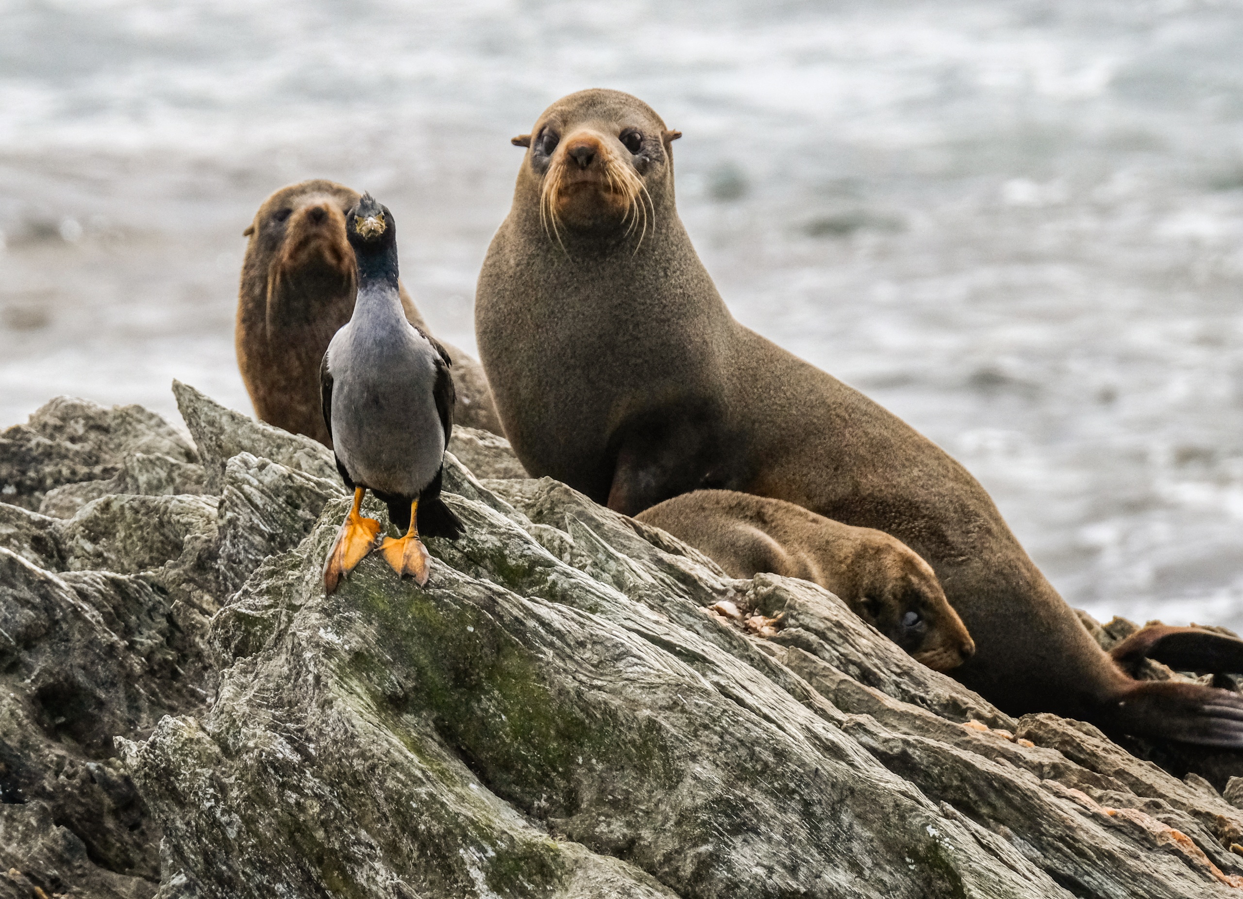 Seal Colony at Point Munning