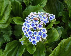 Forget Me Not